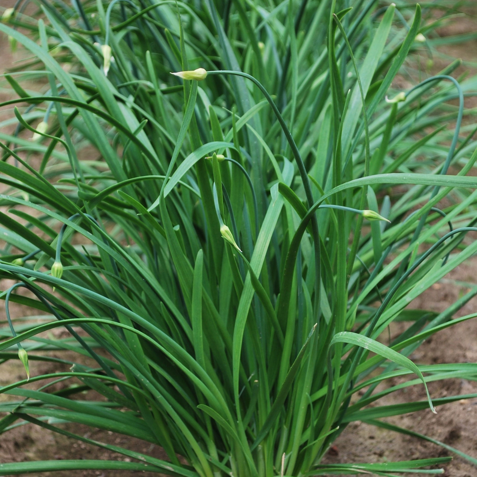 Chinese Leek Seeds - Flowering - 4 Oz ~41000 Seeds - Non-GMO, Heirloom - Asian Garden Vegetable & Microgreens