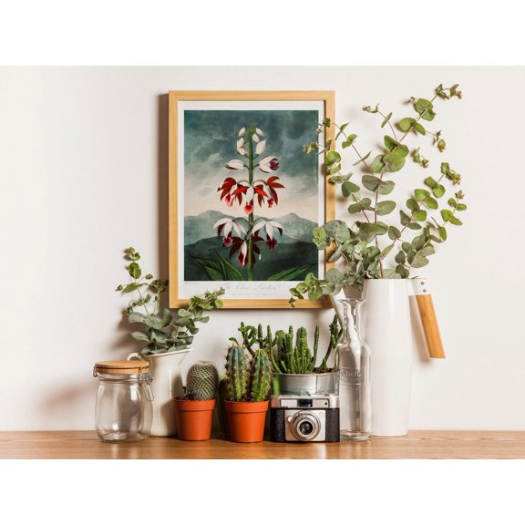 Chinese Limodoron (Botanical Art by Robert John Thornton) A4 A3 A2 Hi-Res Giclée Print, Poster Only