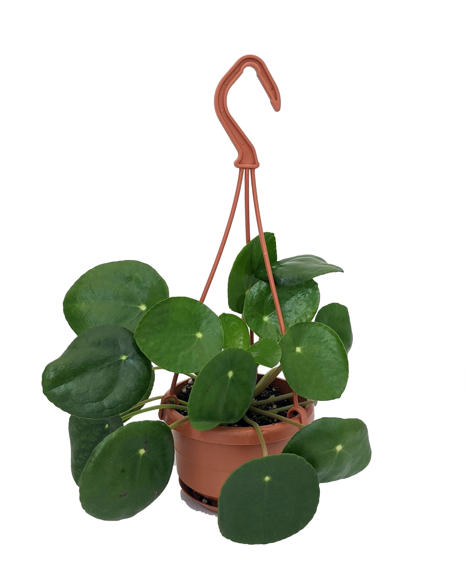 indoor self watering plant pots Smaller, Deep Indigo Self-Watering Planter – Marly Garden main image 0