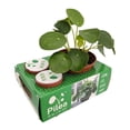 thumbnail image 1 of Chinese Money Plant - Pass It On Plant - Pilea peperomioides - Share Gift Box, 1 of 4