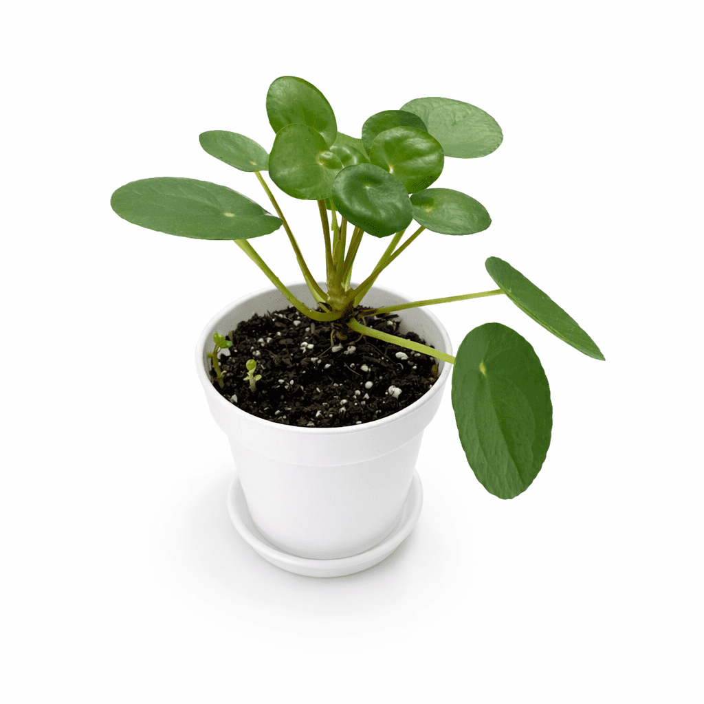 buy monstera deliciosa online Monstera Plant Online (Swiss Cheese Plant) in India  Ugaoo