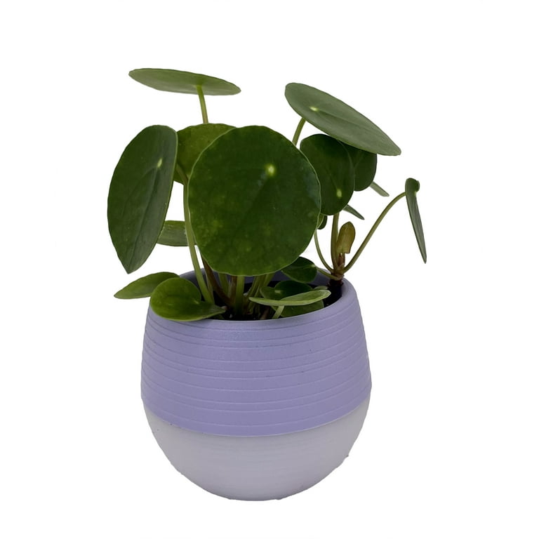 ginger butterfly plant Hedychium ellipticum (Rock Butterfly Lily, Hardy Ginger)