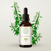 HerbEra Chinese Motherwort Tincture, Herbal Dietary Supplement for Heart and Hormonal Support, Chinese Motherwort Leonurus japonicus Dried Herb Extract, Natural, Alcohol-Free, Drops 2 oz