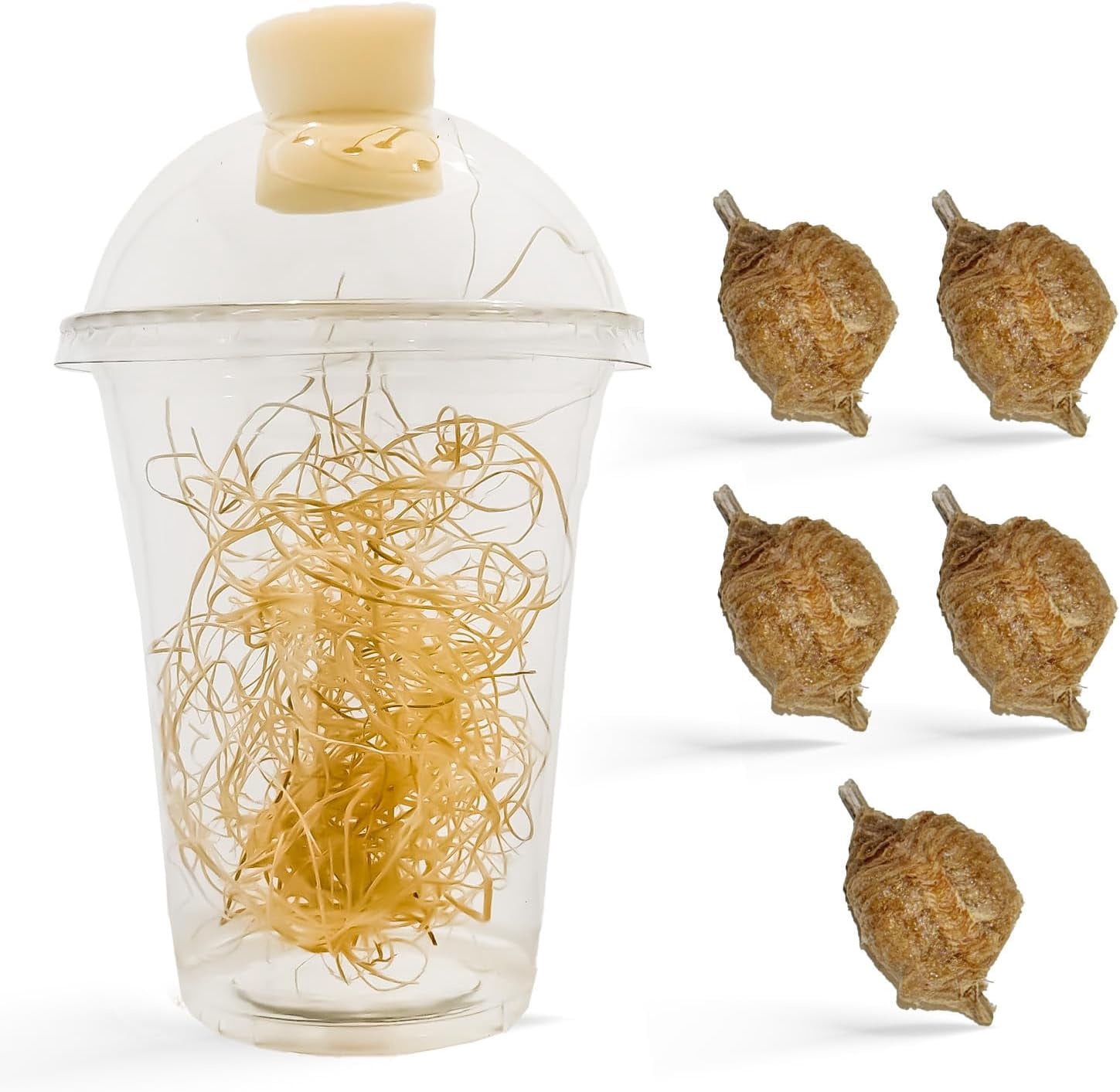 Live Mantis Ootheca Egg Cases With Habitat Container Praying Mantis Egg ...