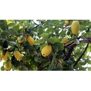 بذور السفرجل الصيني للزراعة 20 بذرة Chaenomeles sinensis