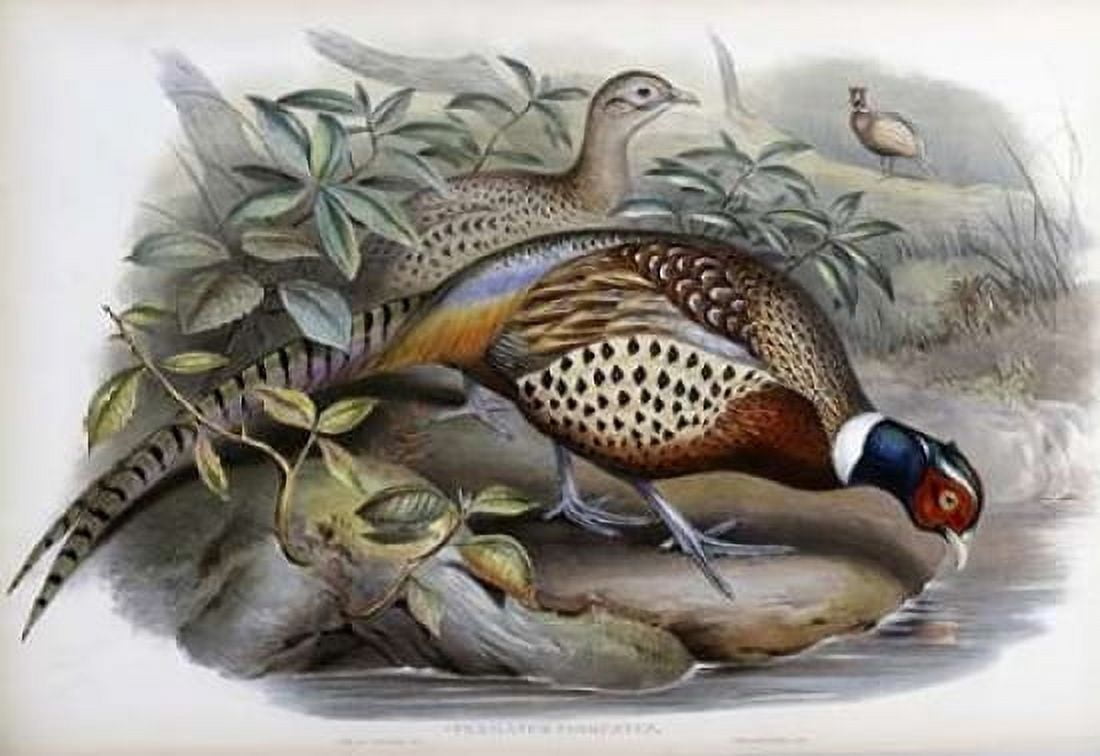 Chinese Ring-Necked Pheasant Canvas Art - John Glover (20 x 28)