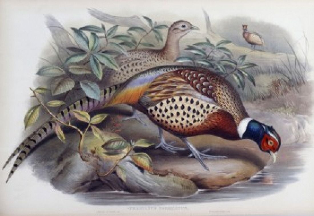 Chinese Ring-necked Pheasant John Gould (1804-1881 British) Lithograph Canvas Art - John Gould (18 x 24)