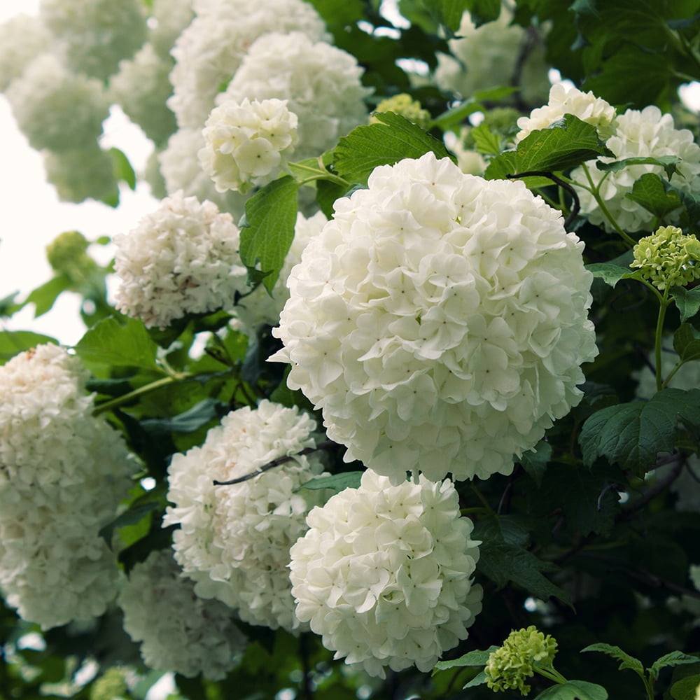 Expert Gardener Chinese Snowball Viburnum (2.5 Gallon) White Blooming Deciduous Shrub - Full Sun Live Outdoor Plant