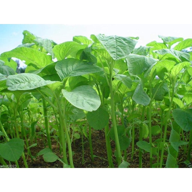 Chinese Spinach Seeds (Green DHF10 Tender Leaf) Edible Amaranth