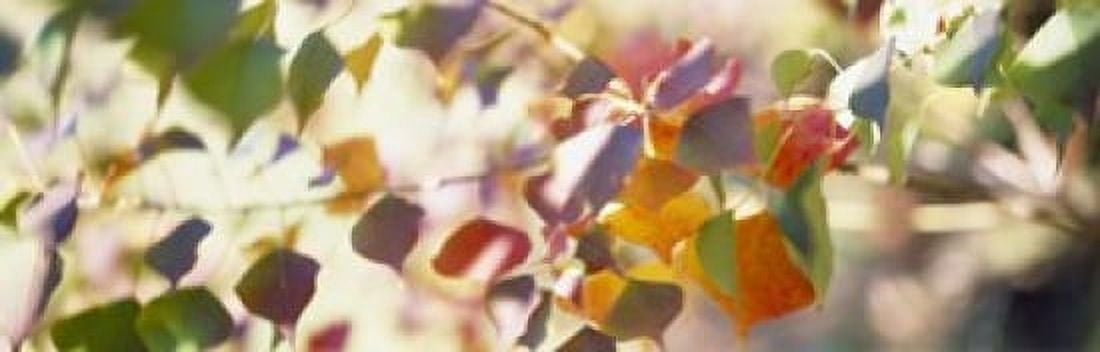 Chinese Tallow Leaves Canvas Art - Panoramic Images (18 x 6)