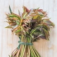 thumbnail image 1 of Chinese Toon Seeds - North Red - 4 Oz ~6000 Seeds - Non-GMO, Heirloom - Microgreens & Asian Herb Gardening, 1 of 1