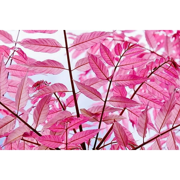 CZ Grain Chinese Toon Tree Seeds (30 Pack), Rare Pink Leafs, Toona sinensis Plant Seeds