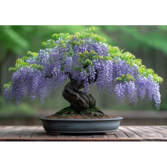 Chinese Wisteria Bonsai Tree Seedling for Planting - 1 Year Old Well Rooted Seedling