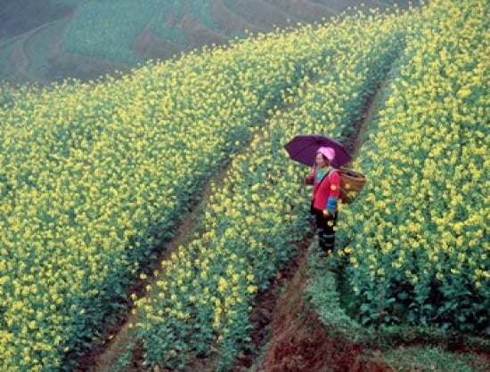 Chinese Woman Walking in Field of Rapeseed near Ping an Village Li River China Canvas Art - Howie Garber DanitaDelimont (34 x 26)
