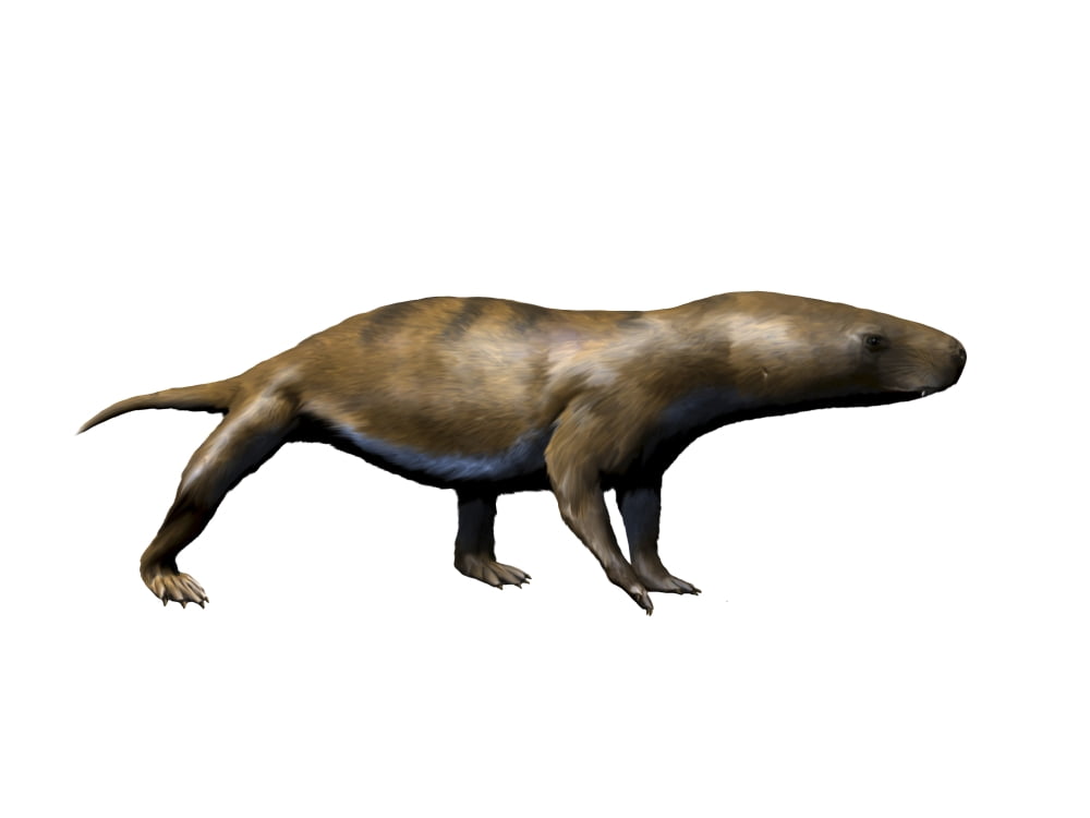 Chiniquodon is a carnivorous therapsid from the Late Triassic Canvas Art - Nobumichi TamuraStocktrek Images (17 x 13)