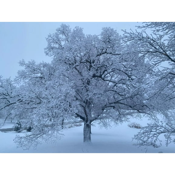 Chinqaupin Oak Live Tree Seedlings for Planting - Grow Live Tree Plants - Chinkapin Oak Tree Seedlings (2 Seedlings)