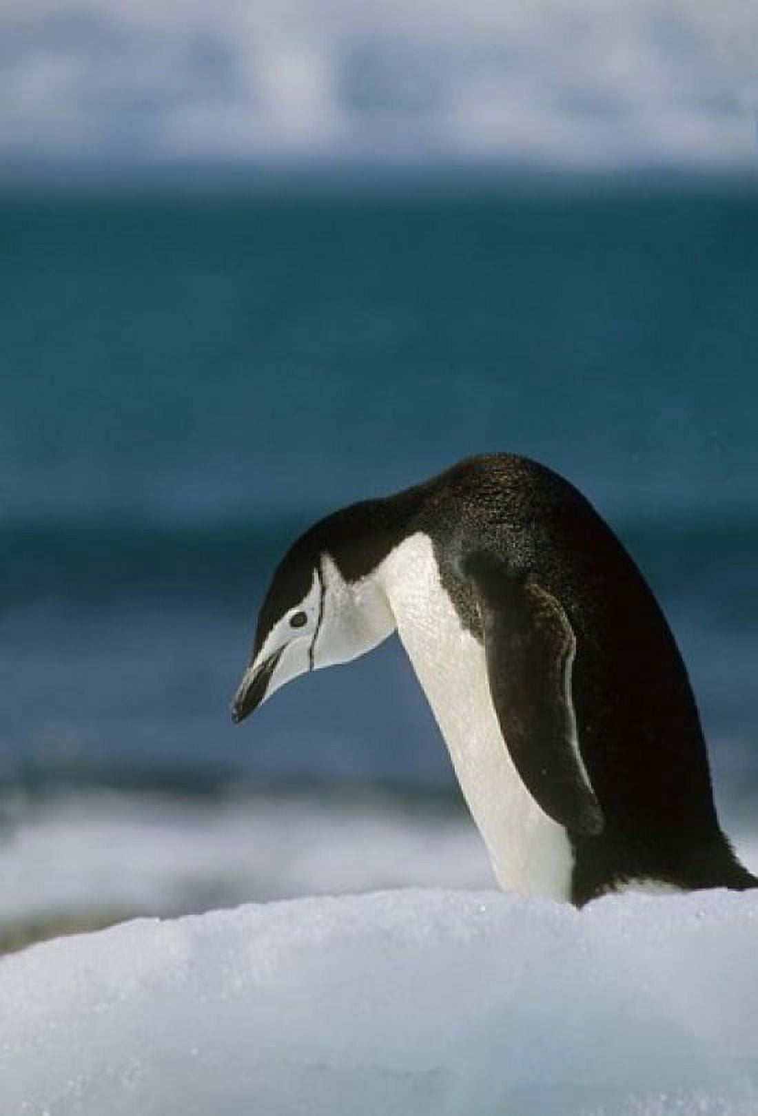 Chinstrap Penguin Antarctica Canvas Art - Kevin Schafer DanitaDelimont (23 x 34)