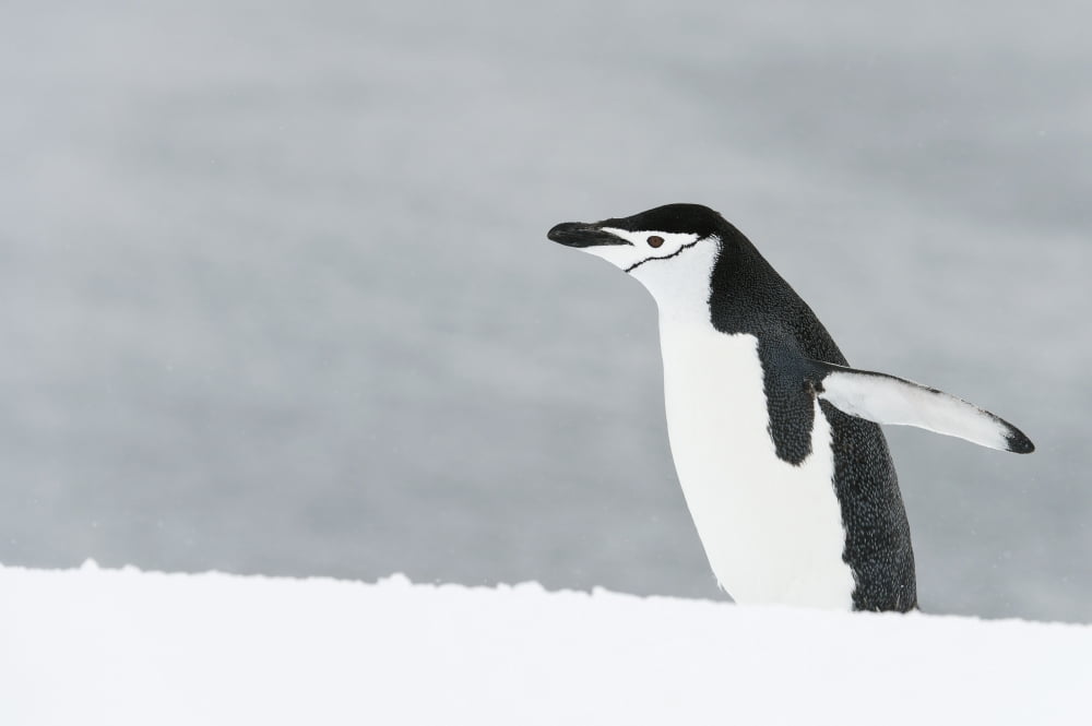 Chinstrap Penguin (Pygoscelis antarcticus) in snow Orne Harbour Antarctic Peninsula Canvas Art - Daisy Gilardini Design Pics (38 x 24)