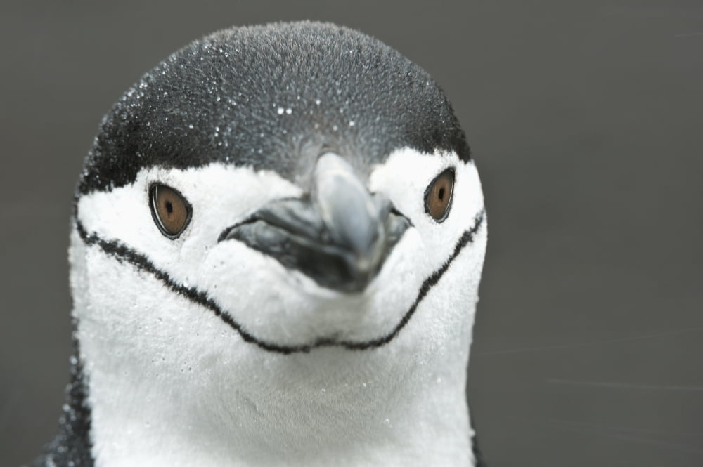 Chinstrap Penguin (Pygoscelis antarcticus) portrait Deception Island Antarctic Peninsula Canvas Art - Daisy Gilardini Design Pics (19 x 12)