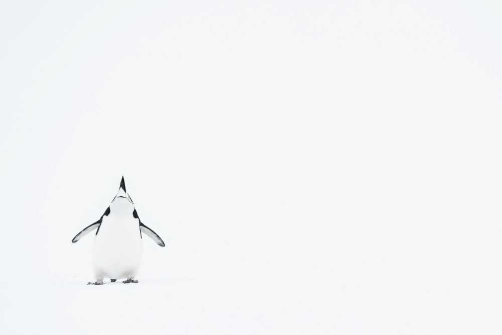 Chinstrap Penguin (Pygoscelis antarcticus) in white out conditions Orne Harbour Antarctic Peninsula Canvas Art - Daisy Gilardini Design Pics (19 x 12)