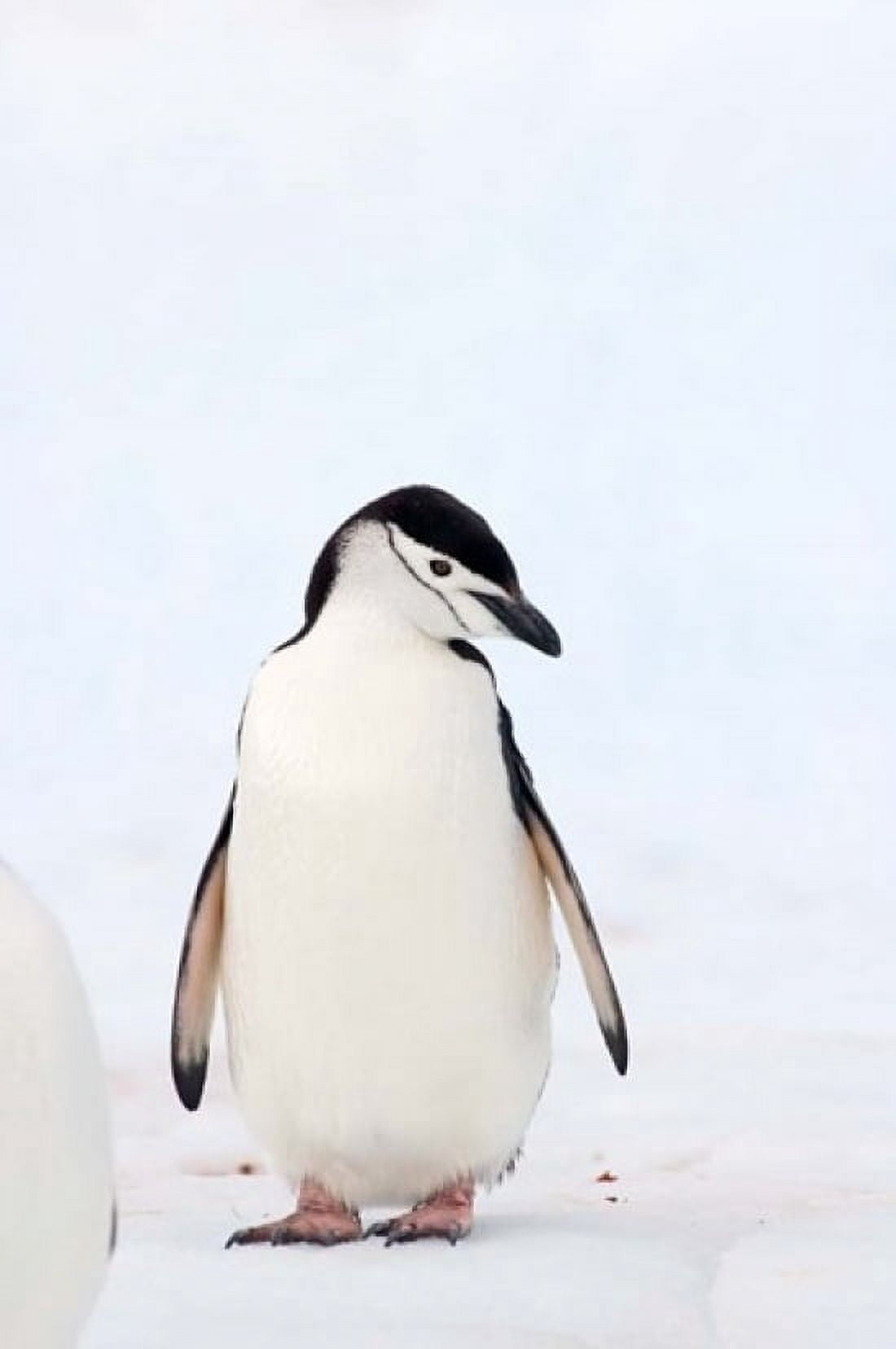 Chinstrap Penguin The South Shetland Islands Antarctica Canvas Art - Steve Kazlowski DanitaDelimont (11 x 17)
