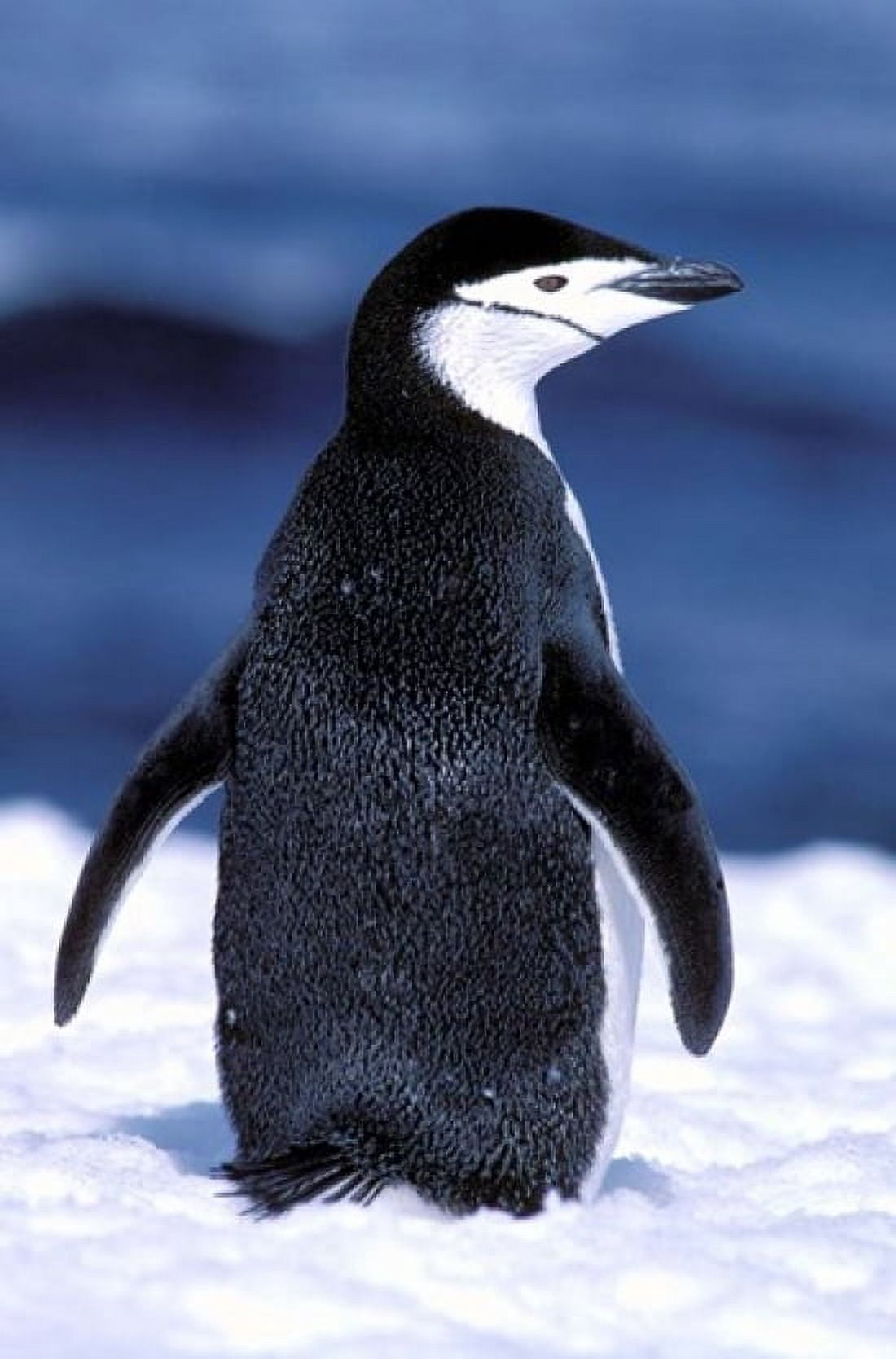 Chinstrap Penguin Weddell Sea Antarctic Peninsula Antarctica Canvas Art - Pete Oxford DanitaDelimont (11 x 17)