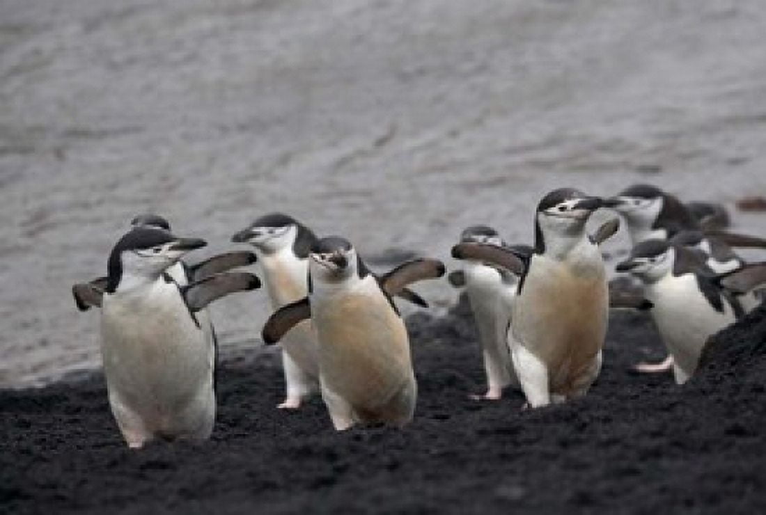 Chinstrap Penguin on the beach Deception Island Antarctica Canvas Art - Keren Su DanitaDelimont (35 x 23)
