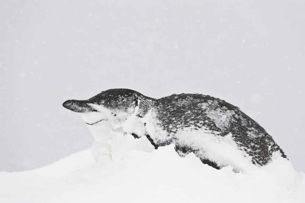 Chinstrap Penguins (Pygoscelis antarctica) nesting in snowstorm Orne Harbor Antarctic Peninsula Canvas Art - Daisy Gilardini Design Pics (38 x 24)