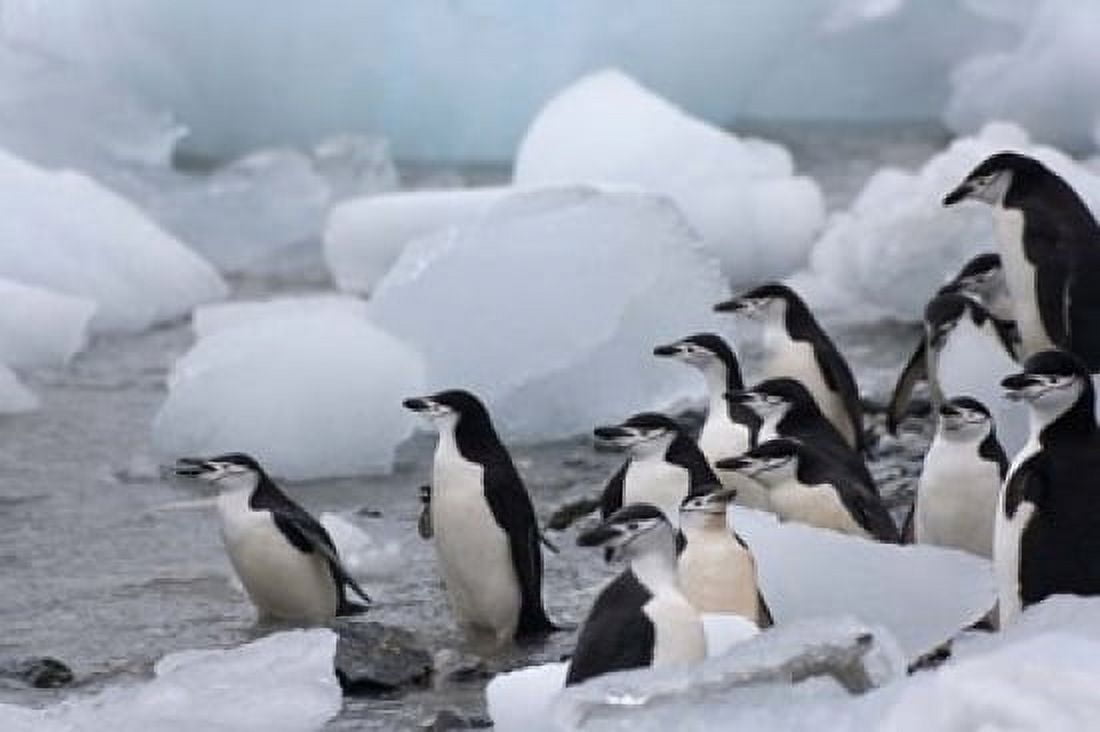 Chinstrap Penguins South Orkney Islands Antarctica Canvas Art - Keren Su DanitaDelimont (24 x 15)
