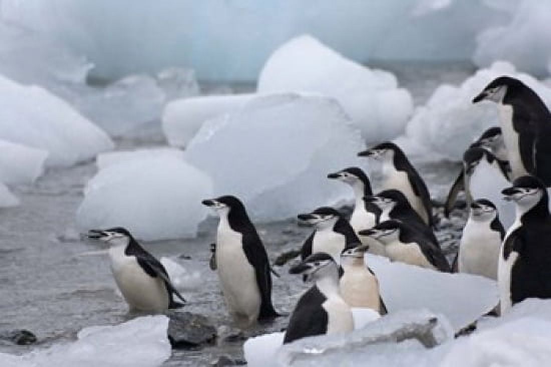 Chinstrap Penguins South Orkney Islands Antarctica Canvas Art - Keren Su DanitaDelimont (35 x 23)
