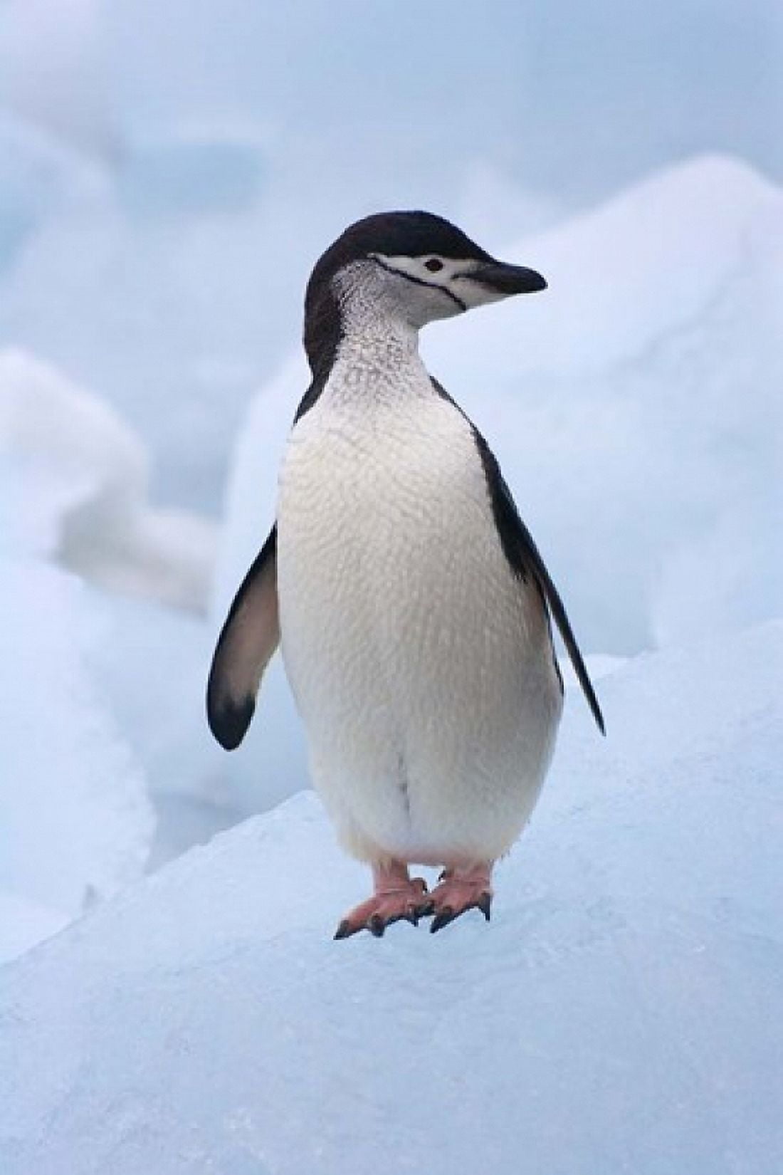 Chinstrap Penguins on ice South Orkney Islands Antarctica Canvas Art - Keren Su DanitaDelimont (23 x 35)