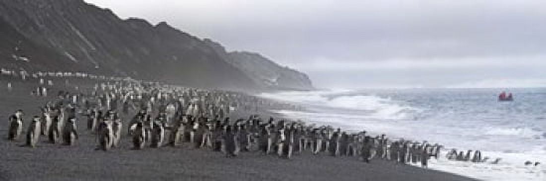 Chinstrap penguins marching to the sea Bailey Head Deception Island Antarctica Canvas Art - Panoramic Images (18 x 6)
