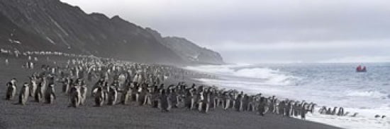 Chinstrap penguins marching to the sea Bailey Head Deception Island Antarctica Canvas Art - Panoramic Images (36 x 12)