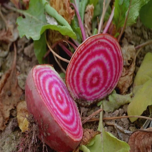 Chioggia Beet Seeds - 3 g Packet ~125 Seeds - Non-GMO, Heirloom - Vegetable Garden, Microgreens - Also Called: Candy Cane, Bullseye Beet