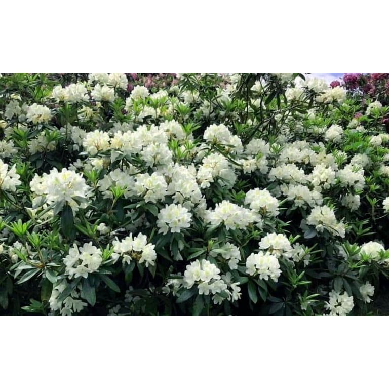RedCrocus Chionoides Rhododendron- Compact Evergreen Shrub with Pink  Blooms, Garden or Container Use 3 Gallon - Walmart.com