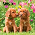 thumbnail image 1 of Chiots | 2027 7x14" (Hanging) Mini Wall Calendar | French Language, 1 of 5