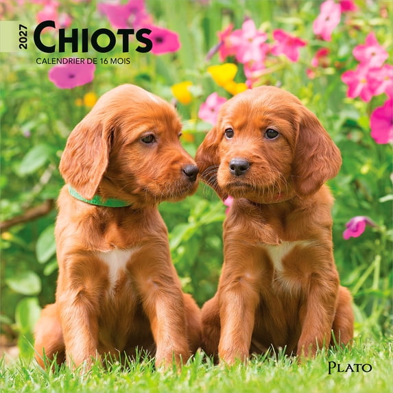 Chiots | 2027 7x14" (Hanging) Mini Wall Calendar | French Language