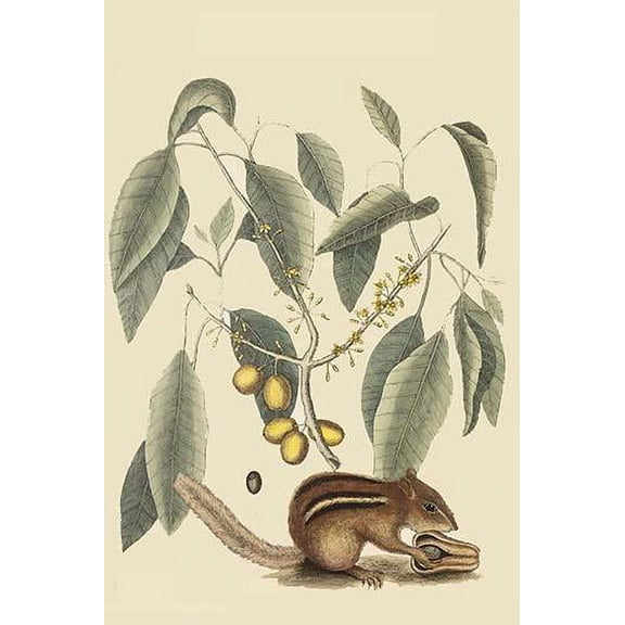 Chipmunk-Fine Art Canvas Print (20" x 30")