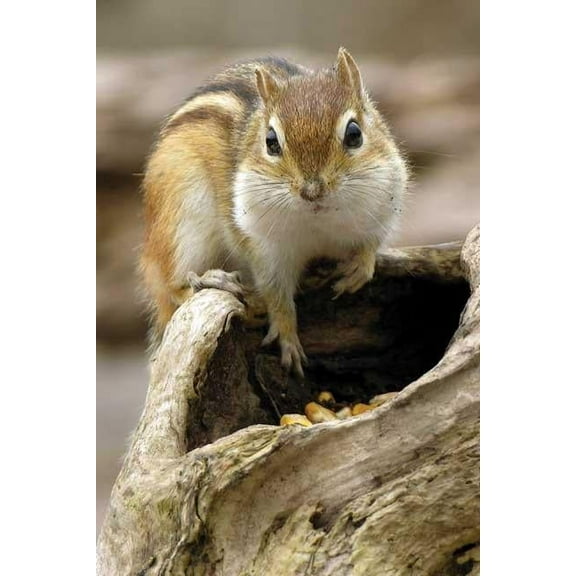 Chipmunk Journal (Hardcover)