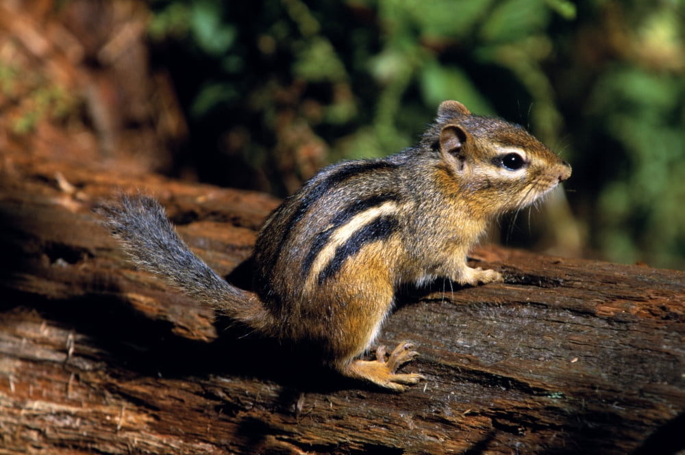 Chipmunk On A Log Canvas Art - Natural Selection Bill Byrne Design Pics (18 x 12)