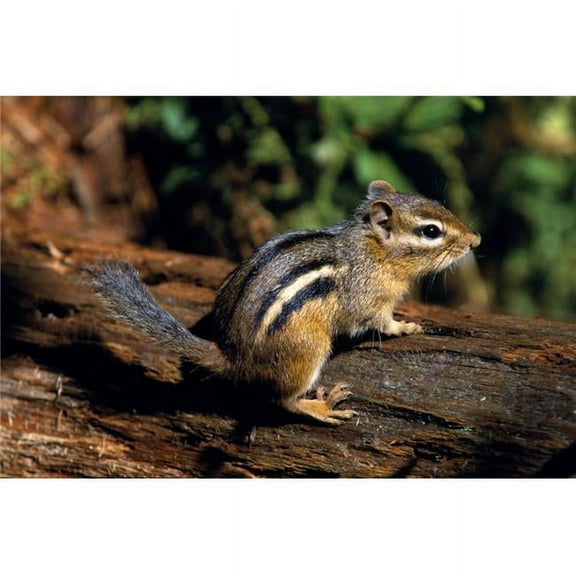 Chipmunk On A Log Poster Print