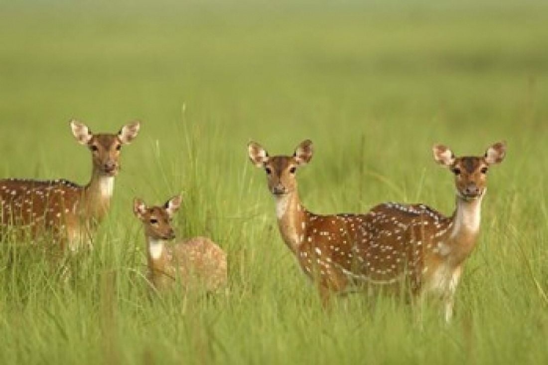 Chital Deer wildlife Corbett NP Uttaranchal India Canvas Art - Jagdeep Rajput DanitaDelimont (36 x 24)