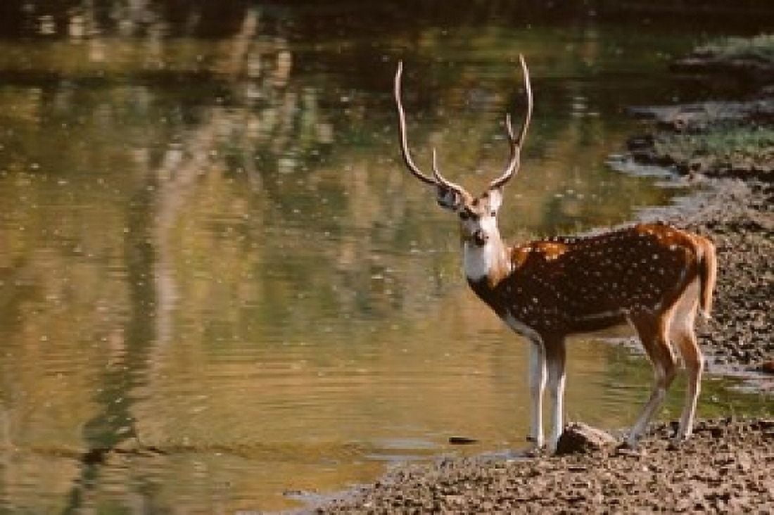 Chital at Waters Edge in Bandhavgarh National Park India Canvas Art - Dee Ann Pederson DanitaDelimont (13 x 19)