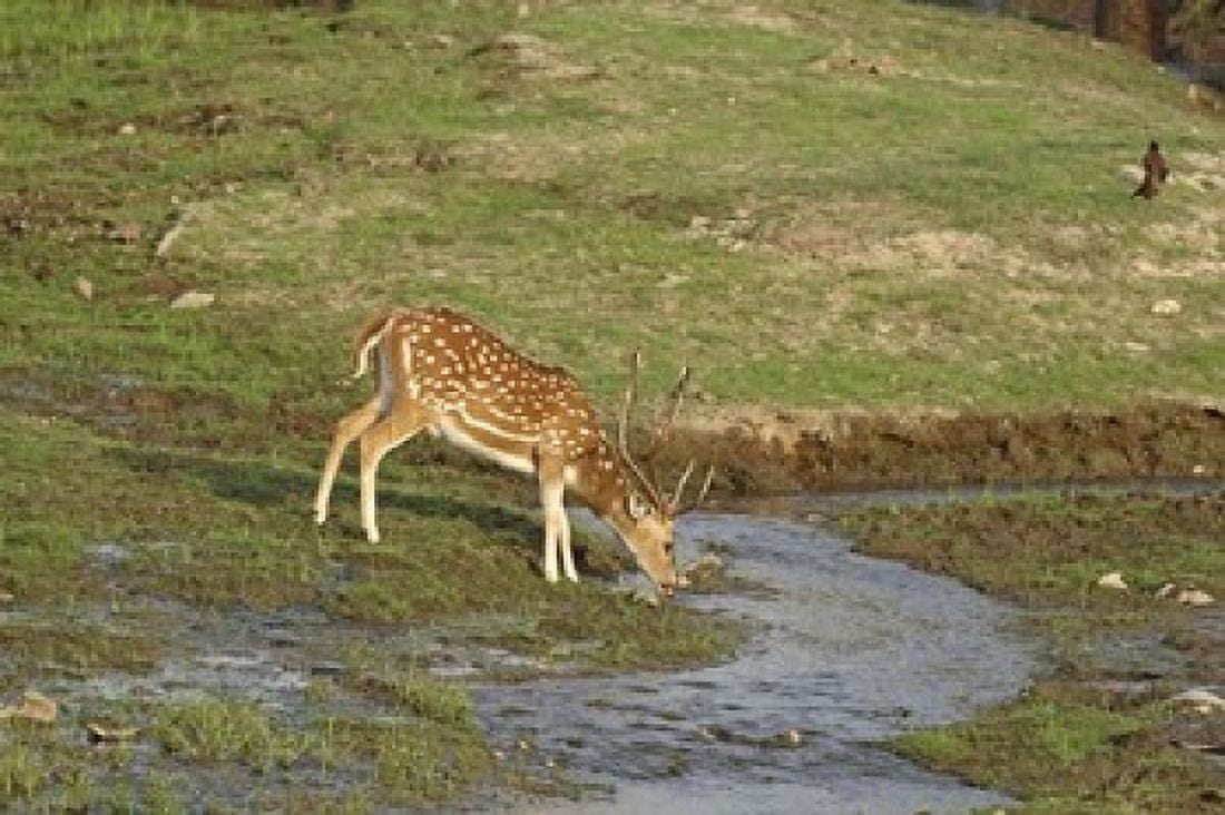 Chital wildlife Corbett NP Uttaranchal India Canvas Art - Jagdeep Rajput DanitaDelimont (26 x 18)