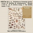 thumbnail image 1 of Chitinous Ensemble - Chitinous - Music & Performance - Vinyl, 1 of 1
