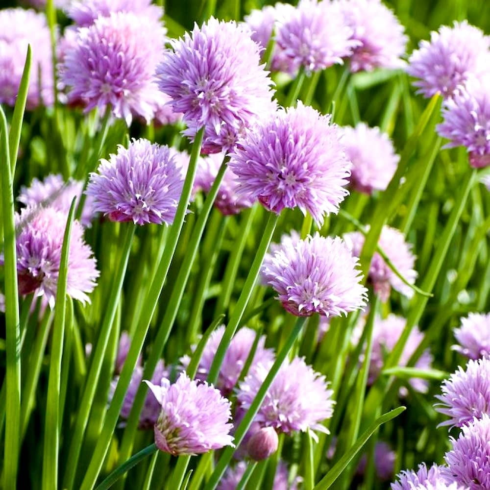 Chives Allium Schoenoprasum Wild MMF7 Onion Wild Garlic Herb Garden