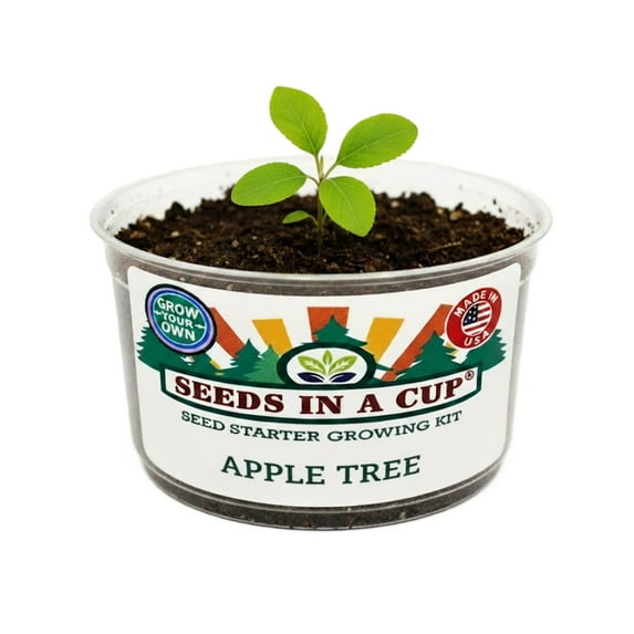 Seeds In A Cup Chives Herb Seed Starter Grow Kit