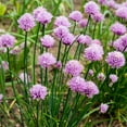 thumbnail image 1 of Chives Microgreens Seeds: 4 Oz - Non-GMO, Vegetable Garden & Micro Herb Seeds, 1 of 2