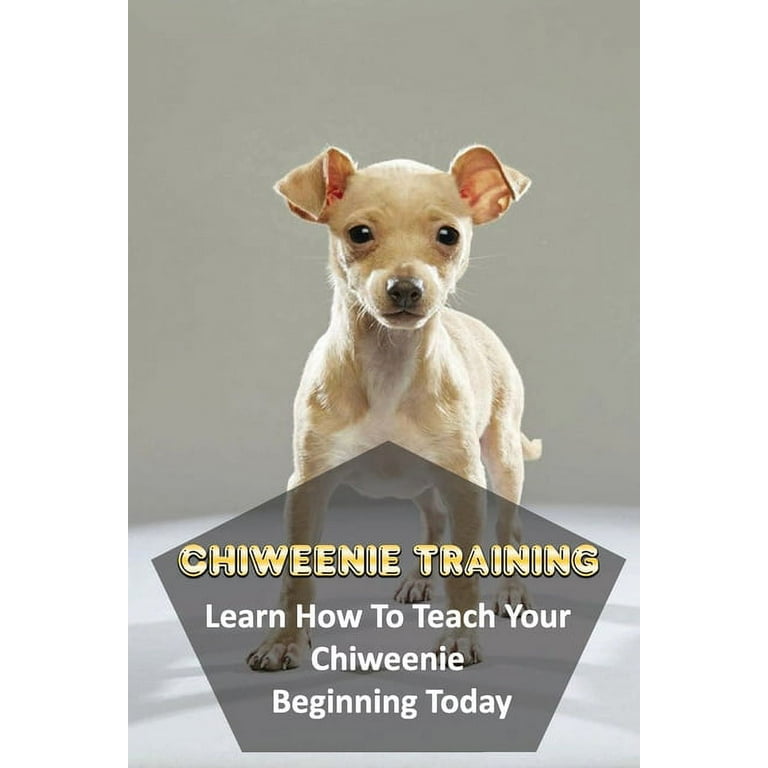 Training a chiweenie discount