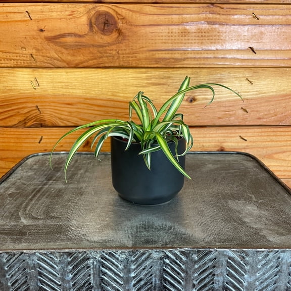 Chlorophytum Atlantic Spider, 2" Plant